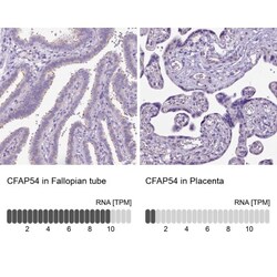 CFAP54 Antibody, Novus Biologicals 0.1mL; Unlabeled:Antibodies, Polyclonal